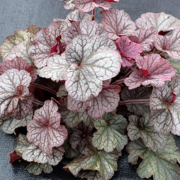 Heuchera x 'TNHEUNES' PP29632 ~ Northern Exposure™ Silver Heuchera