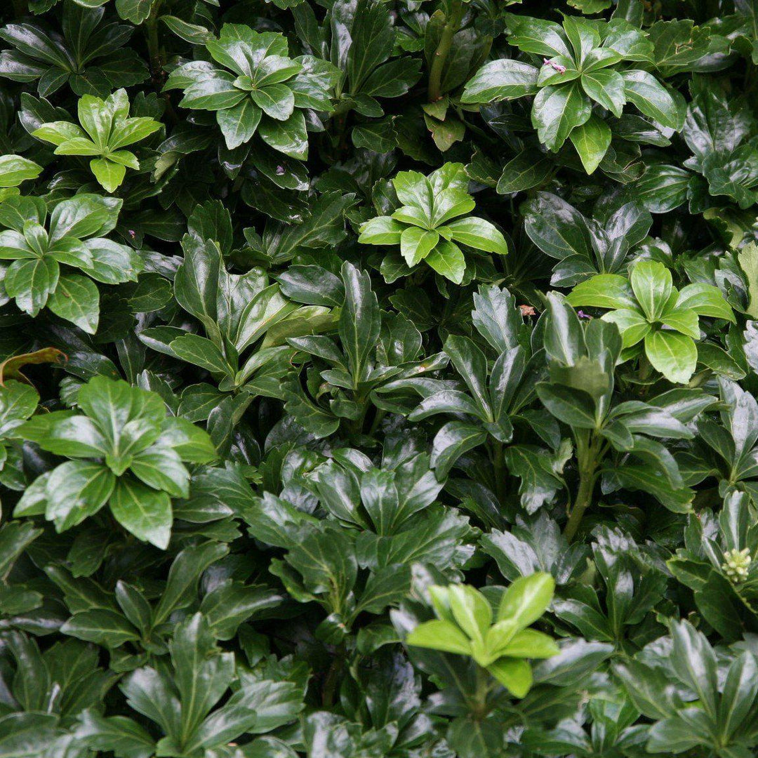 Pachysandra terminalis 'Green Sheen' ~ Green Sheen Japanese Spurge