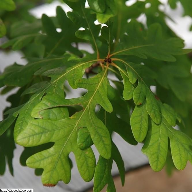 Quercus alba ~ White Oak