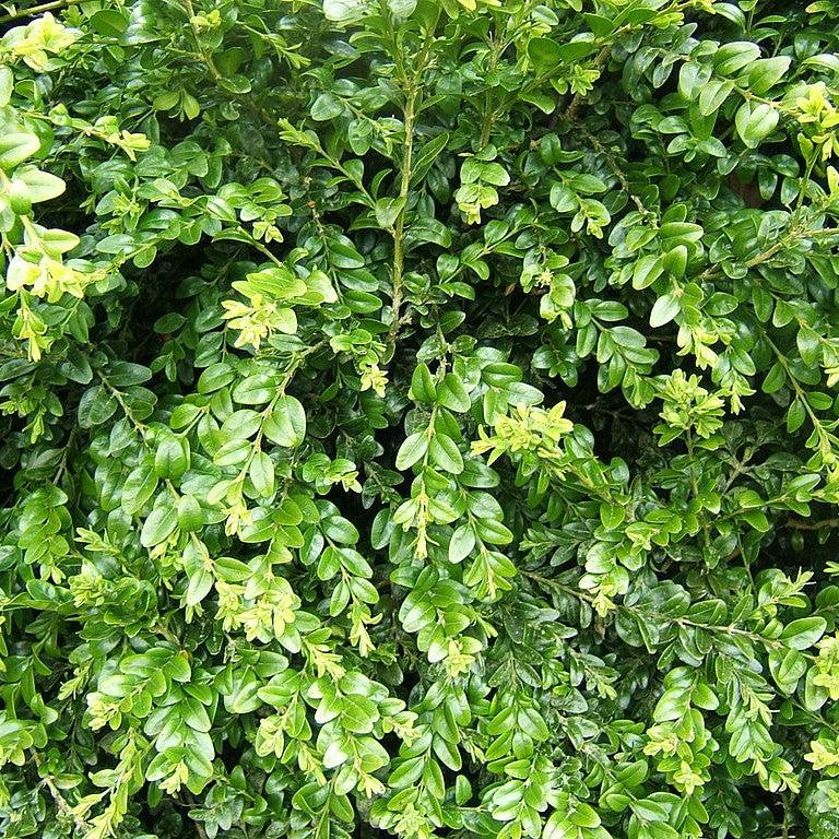 Buxus sempervirens ~ Boj americano