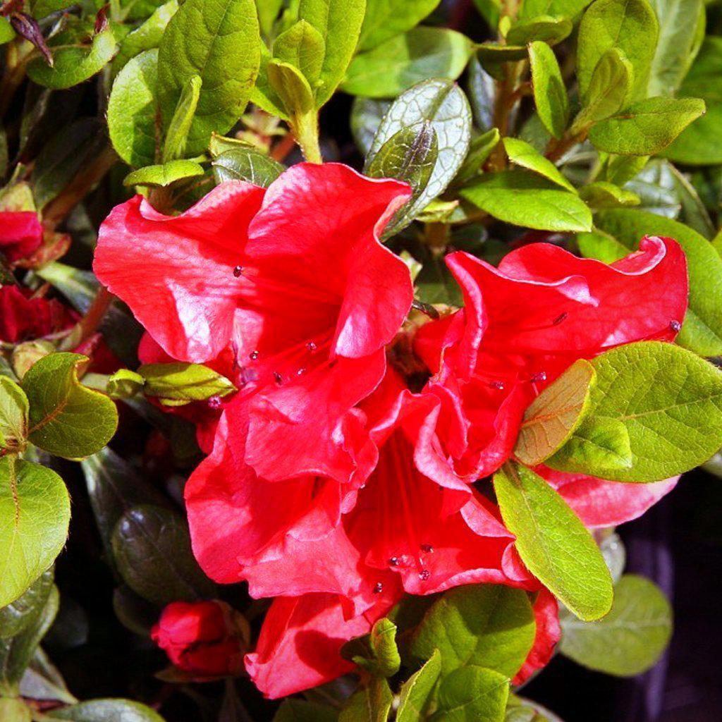 Rhododendron ‘Roblen’ ~ Encore® Autumn Sunset™ Azalea