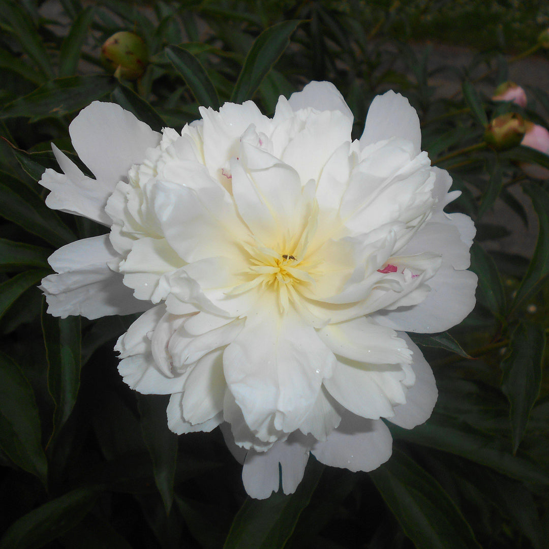Paeonia lactiflora 'Duchesse de Nemours' ~ Duchesse de Nemours Peony
