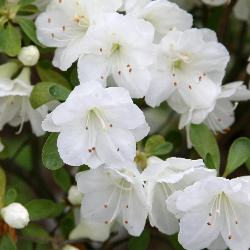 Azalea x 'Gumpo White' ~ Gumpo White Azalea
