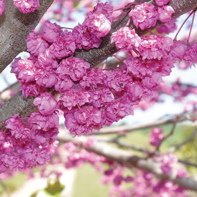 Cercis canadensis 'Pink Pom Poms' ~ Pink Pom Poms Redbud