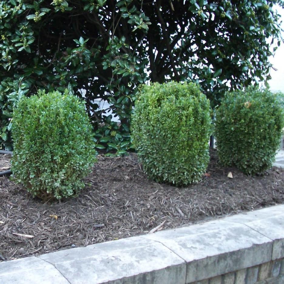 Buxus ‘SB300’ PP32421 ~ NewGen™ Freedom® Boxwood