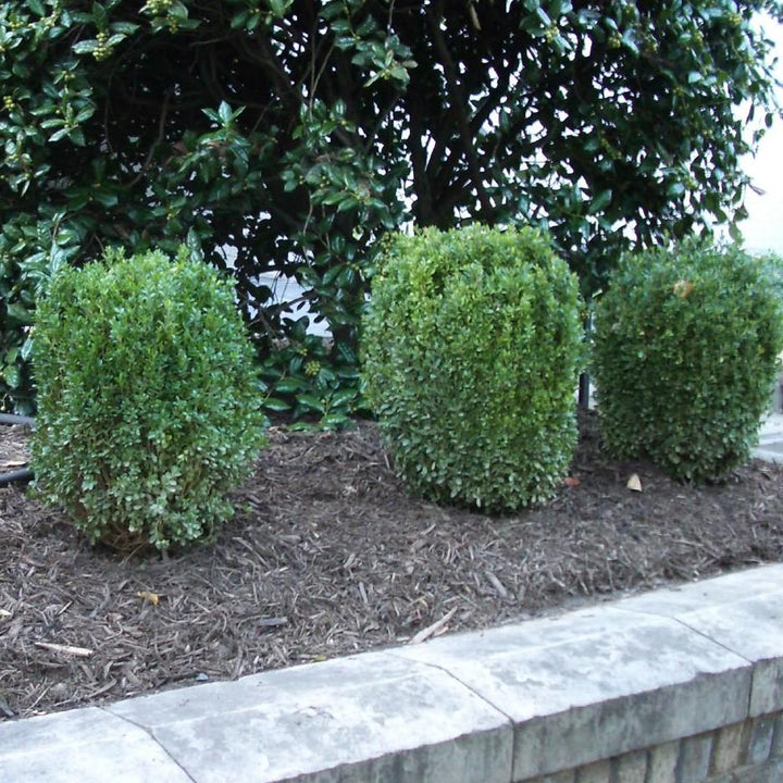 Buxus ‘SB300’ PP32421 ~ NewGen™ Freedom® Boxwood