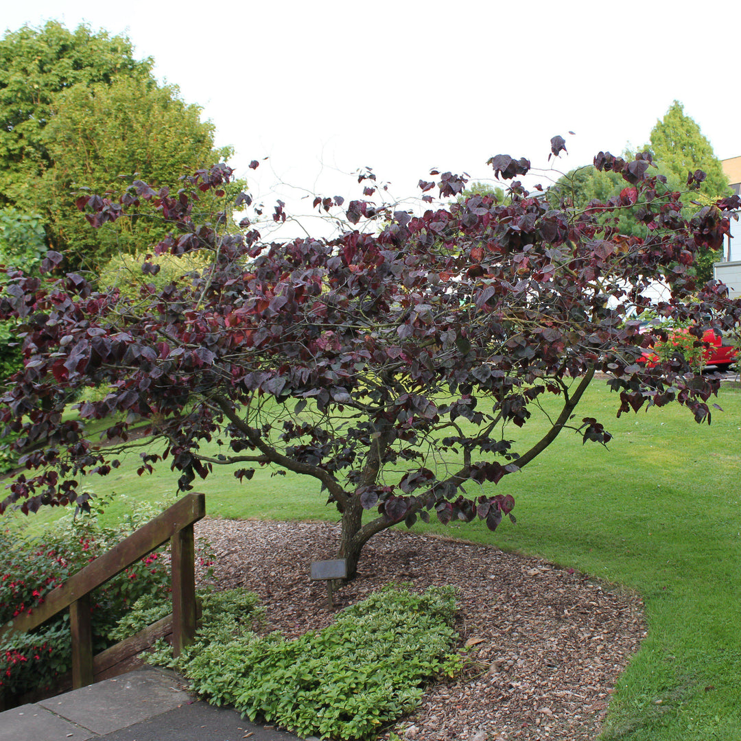 Cercis canadensis 'Pensamiento del bosque' ~ Pensamiento del bosque Redbud oriental