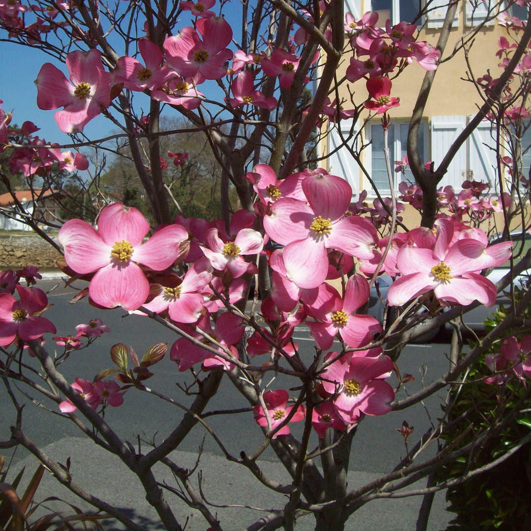 Cornus florida 'Rubra' ~ Cornejo de flores rosadas