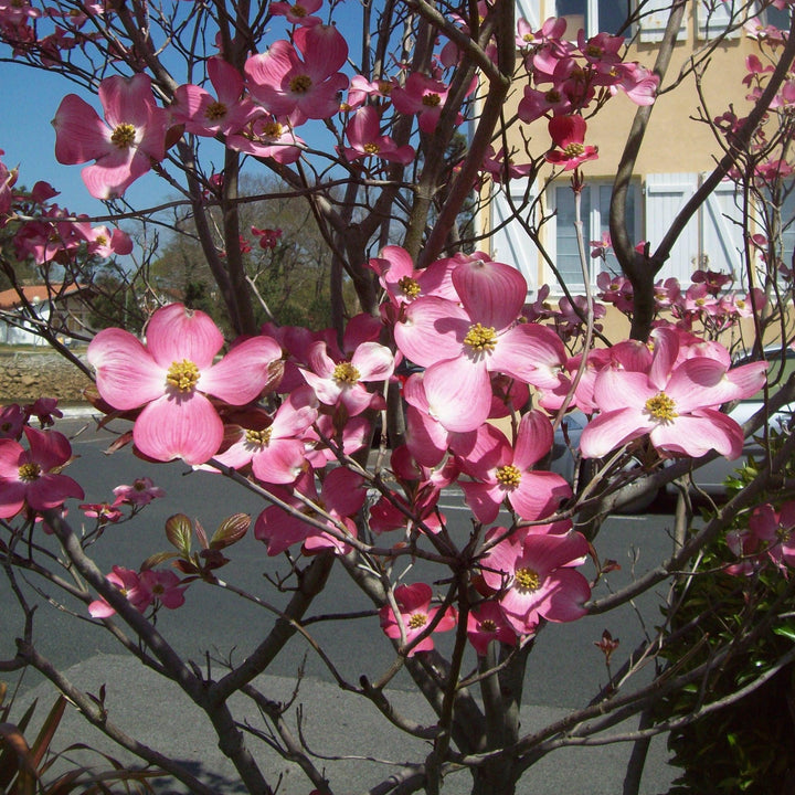 Cornus florida 'Rubra' ~ Cornejo de flores rosadas