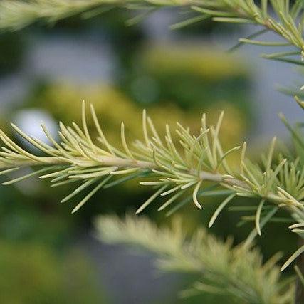 Cedrus deodara 'Aurea' ~ Golden Deodar Cedar