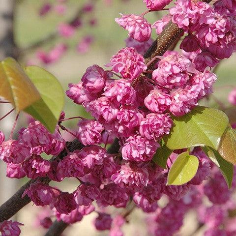Cercis canadensis 'Pink Pom Poms' ~ Pink Pom Poms Redbud