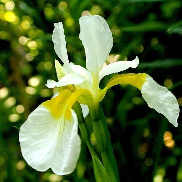 Iris sibirica 'White Swirl' ~ White Swirl Siberian Iris