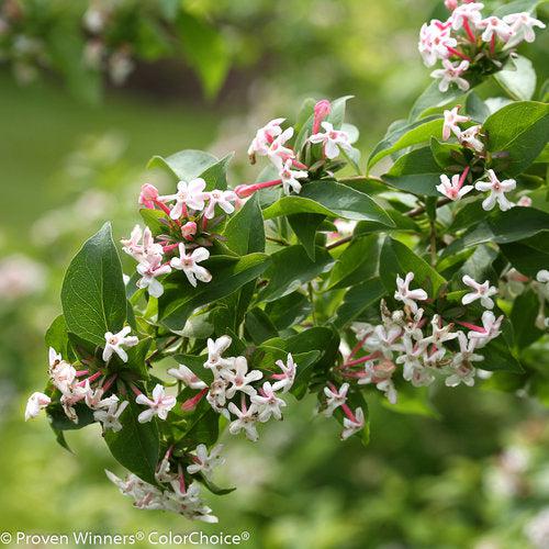 Abelia mosanensis 'SMNAMDS' ~ Sweet Emotion® Abelia