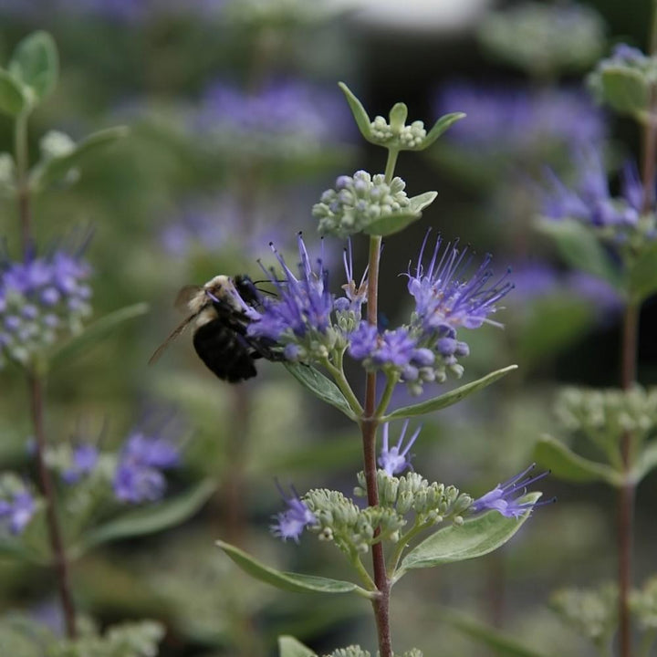 Caryopteris × clandonensis 'Inoveris' ~ Grand Bleu® Bluebeard