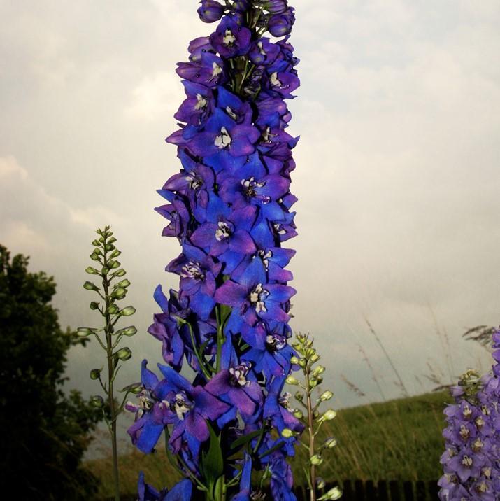 Delphinium 'M.F. Dark Blue Dark Bee' ~ Magic Fountain Dark Blue/Dark Bee Delphinium