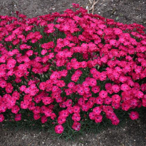 Dianthus 'Paint the Town Red' ~ Paint the Town Red Dianthus