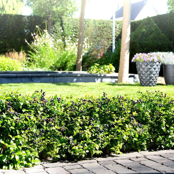 Vaccinium corymbosum híbrido 'ZF08-095' PP 25,467 ~ Bushel and Berry® BerryBux® Arándano