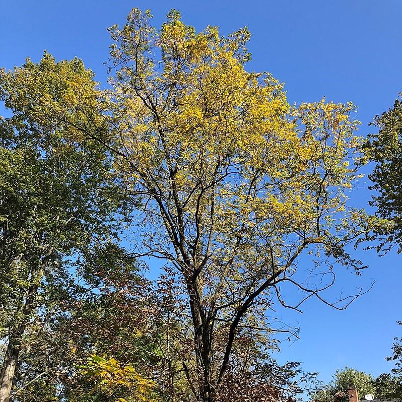 Robinia pseudoacacia ~ Black Locust