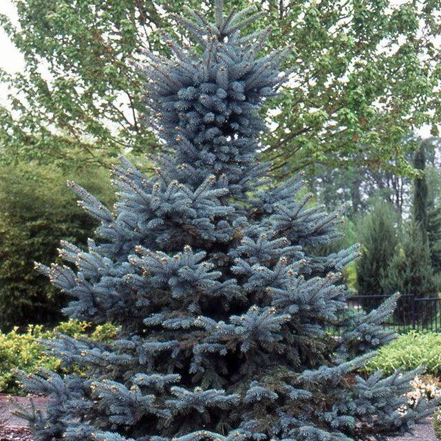 Picea pungens 'Baby Blue Eyes' ~ Baby Blue Eyes Spruce
