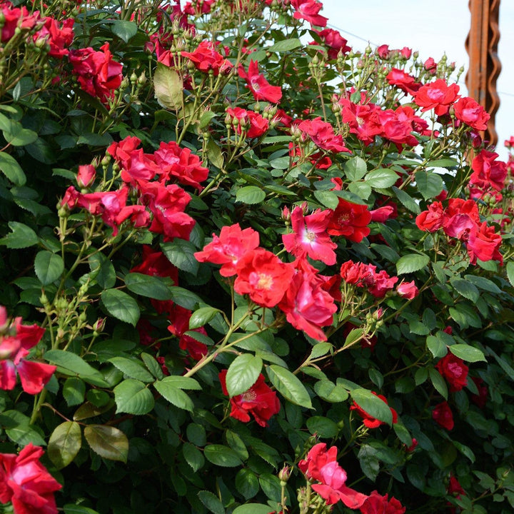 Rosa 'Radwin' ~ Winner's Circle™ Climbing Rose