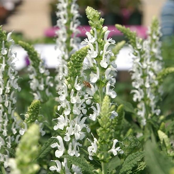 Salvia x nemorosa 'Florsalwhite' ~ Lyrical™ White Meadow Sage