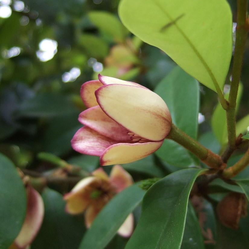 Magnolia figo 'Stellar Ruby' ~ Stellar Ruby Magnolia, Banana Shrub