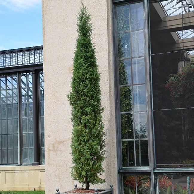 Juniperus virginiana 'Taylor' ~ Taylor Juniper