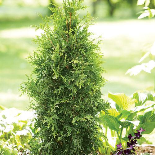 Thuja plicata 'Grovepli' ~ Spring Grove® Arborvitae