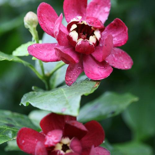 Calycanthus 'Aphrodite' ~ Aphrodite Sweetshrub