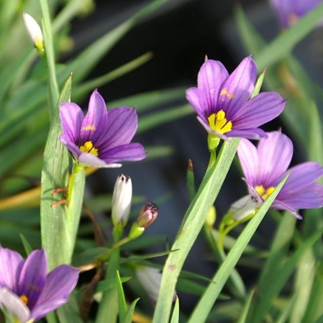 Sisyrinchium angustifolium 'Lucerne' ~ Lucerne Blue-Eyed Grass