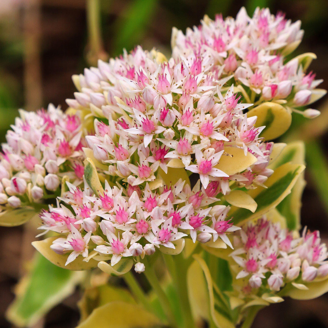 Sedum 'Lime Twister' ~ SunSparkler® Lime Twister Sedum