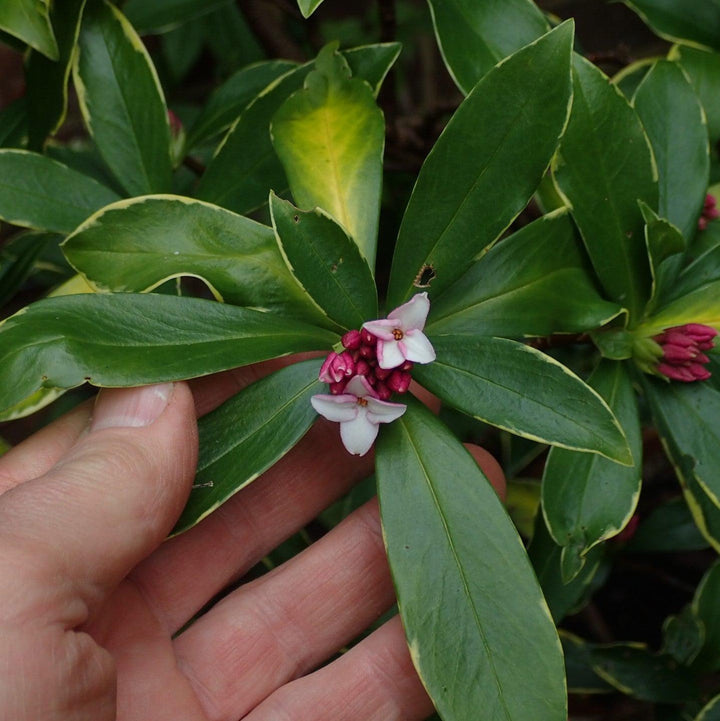 Daphne odora 'Aureomarginata' ~ Gold-Edged Winter Daphne