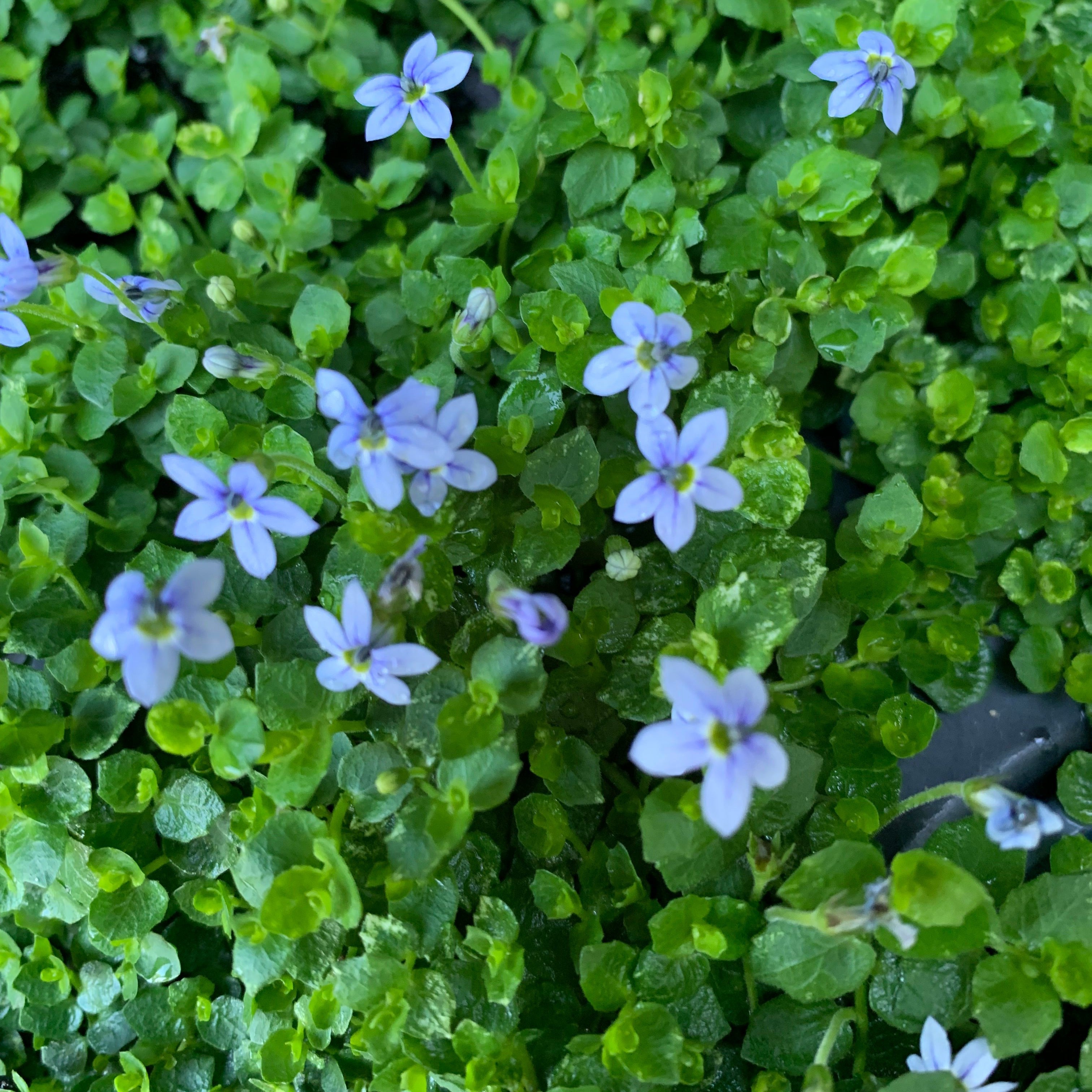 Isotoma fluviatilis ~ Blue Star Creeper – JTSOP Farms