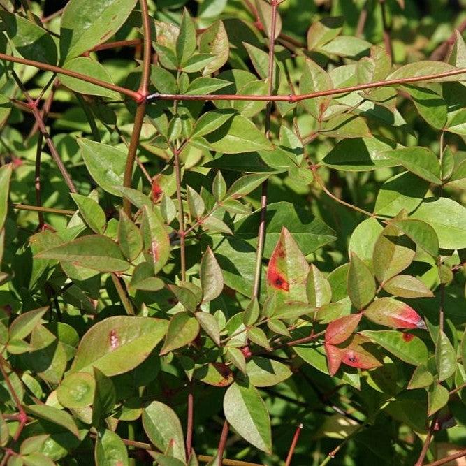 Nandina domestica 'Compacta' ~ Compact Heavenly Bamboo