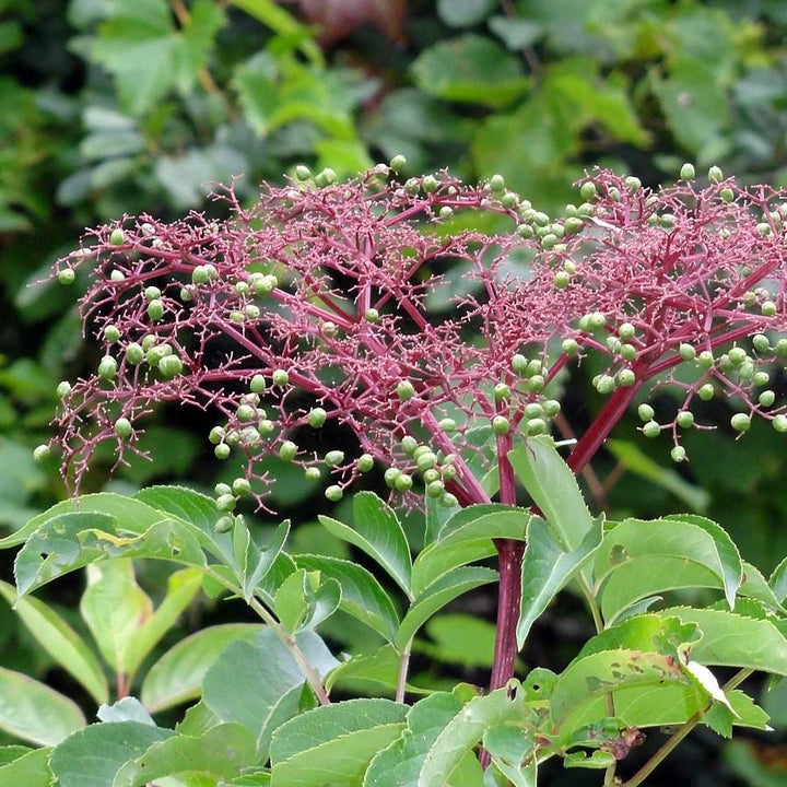 Sambucus nigra canadensis ~ Common Elderberry, American Elderberry