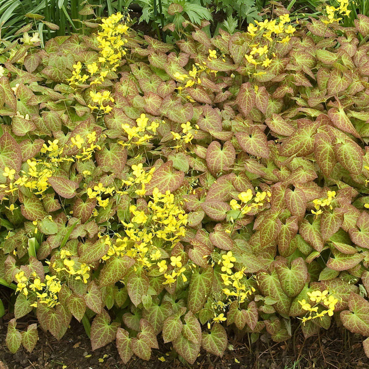 Epimedium x perralchicum 'Frohnleiten' ~ Frohnleiten Barrenwort, Bishop's Hat