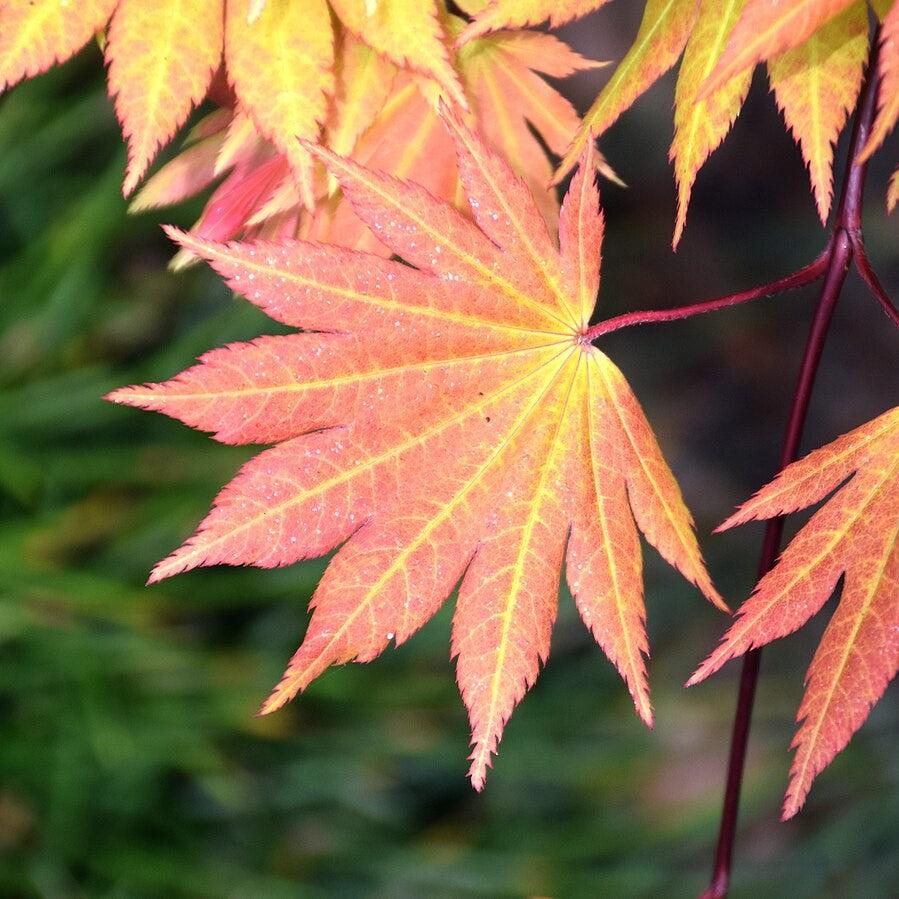Acer shirasawanum 'Autumn Moon' ~ Autumn Moon Japanese Maple