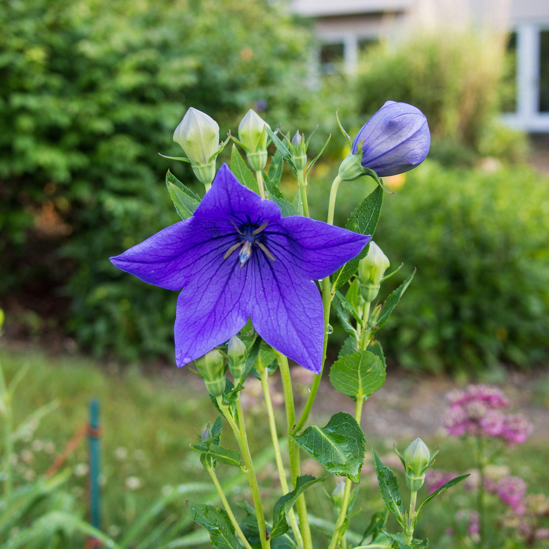 Platycodon grandiflorus 'Sentimental Blue' ~ Sentimental Blue Balloon Flower