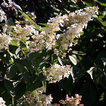 Hydrangea paniculata 'Hpopr013' ~ Bloomin' Easy® Lava Lamp® Candelabra® Hydrangea