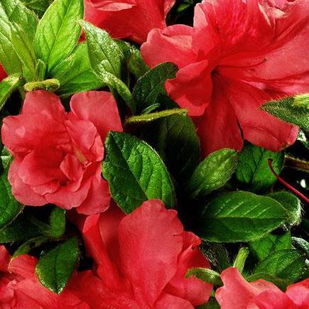 Rododendro 'Conleo' ~ Encore® Autumn Monarch™ Azalea