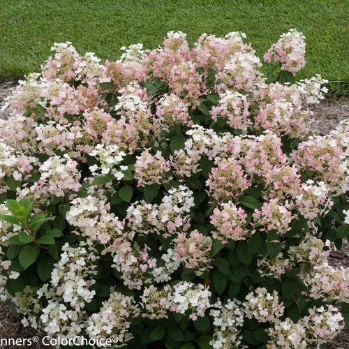 Hortensia paniculata 'SMHPLQF' ~ Hortensia Little Quick Fire®