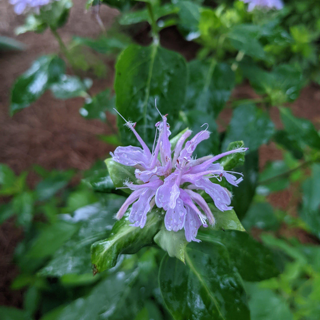 Monarda fistulosa ~ Wild Bergamot