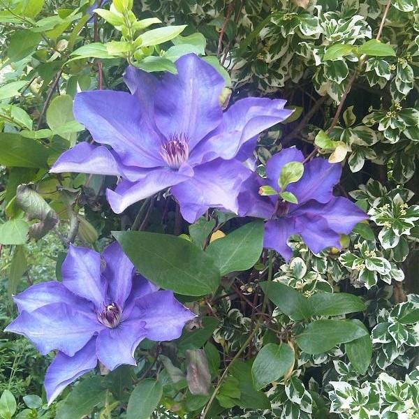Clematis 'The President' ~ The President Clematis