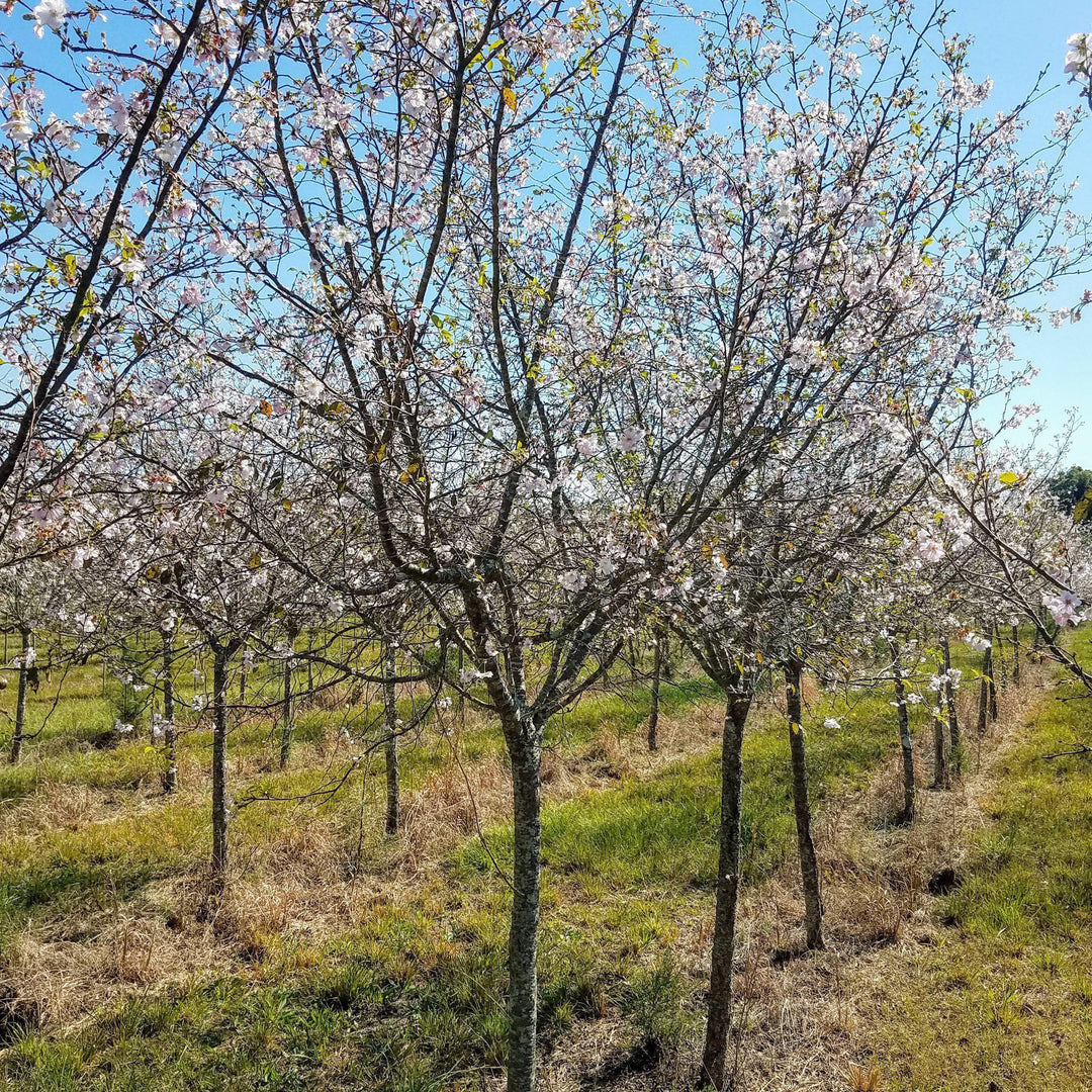 Prunus serrulata 'Snow Goose' ~ Cereza en flor de ganso de las nieves