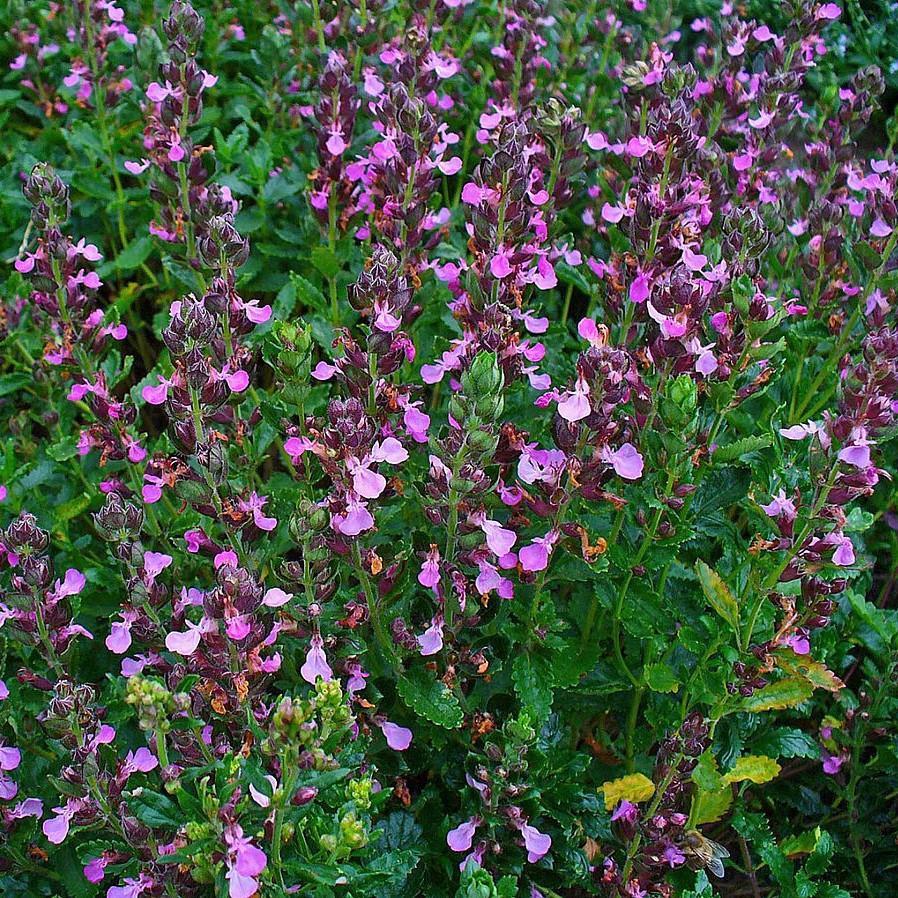 Teucrium chamaedrys ~ Wall Germander