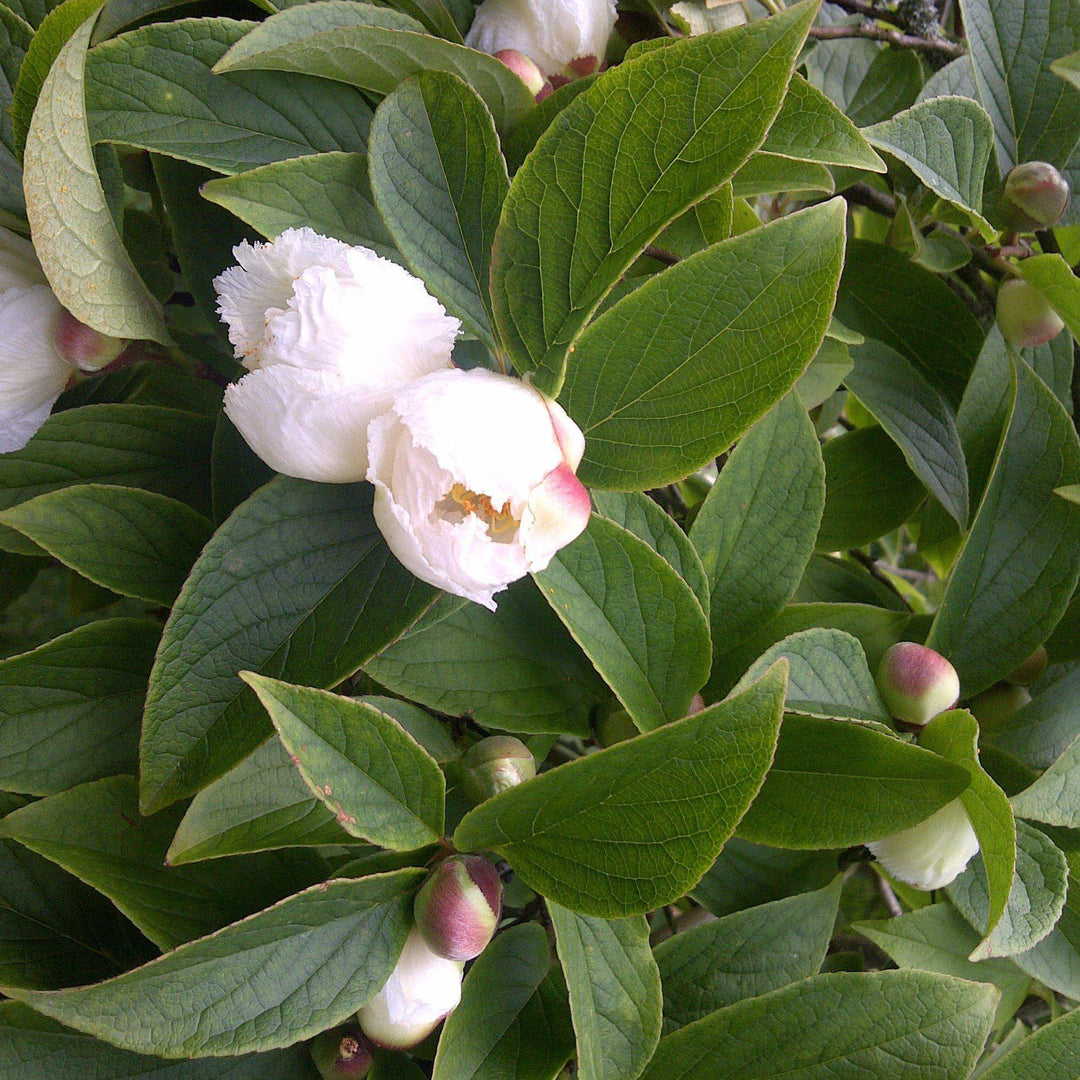 Stewartia pseudocamellia ~ Stewartia japonesa
