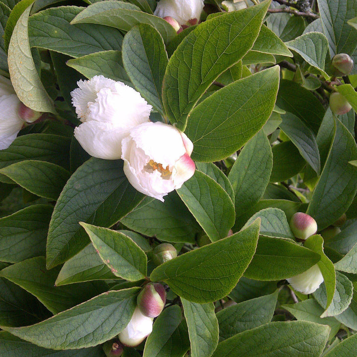 Stewartia pseudocamellia ~ Stewartia japonesa