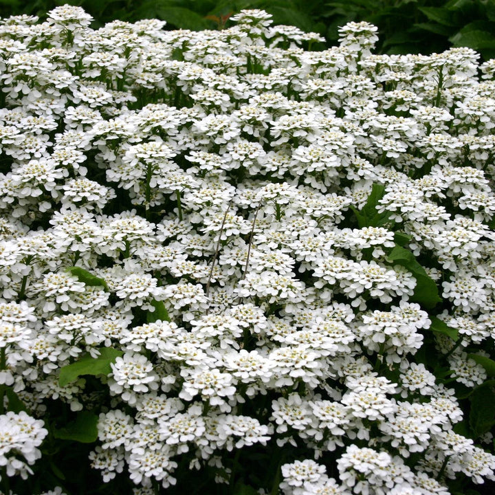 Iberis Sempervirens 'Purity' ~ Purity Candytuft