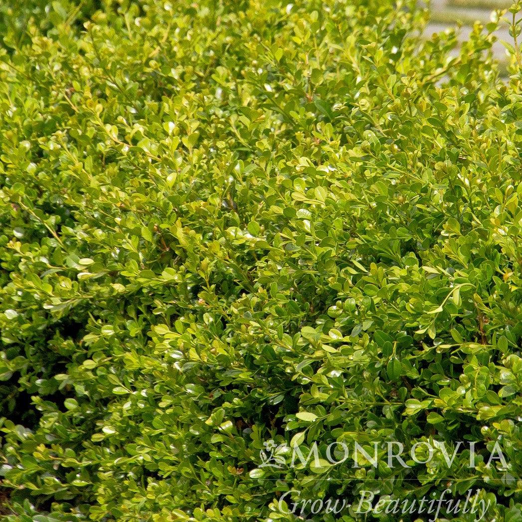 Buxus 'Gema Verde' ~ Boj Gema Verde