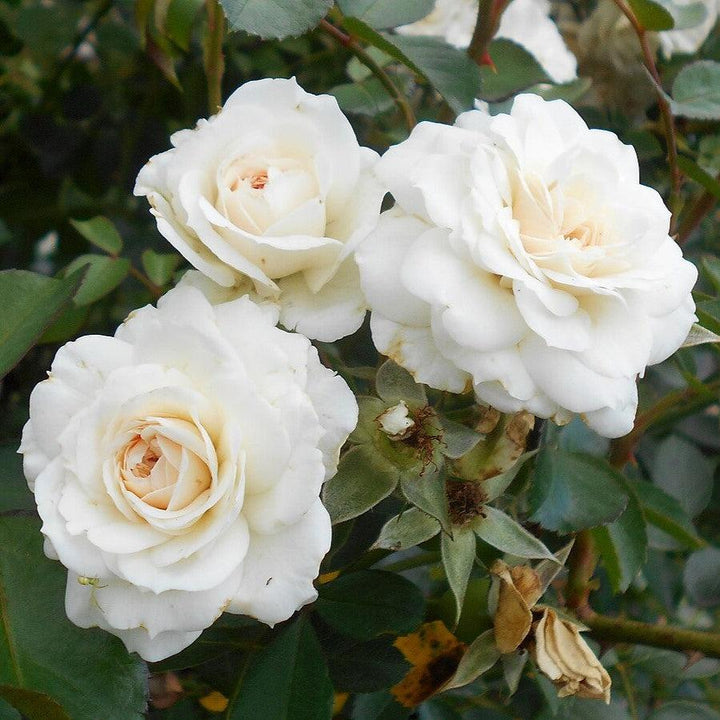Rosa 'White Dawn' ~ White Dawn Rose